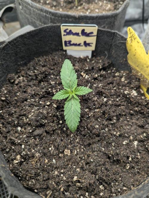 Shake Back - Compound Genetics. Week 1