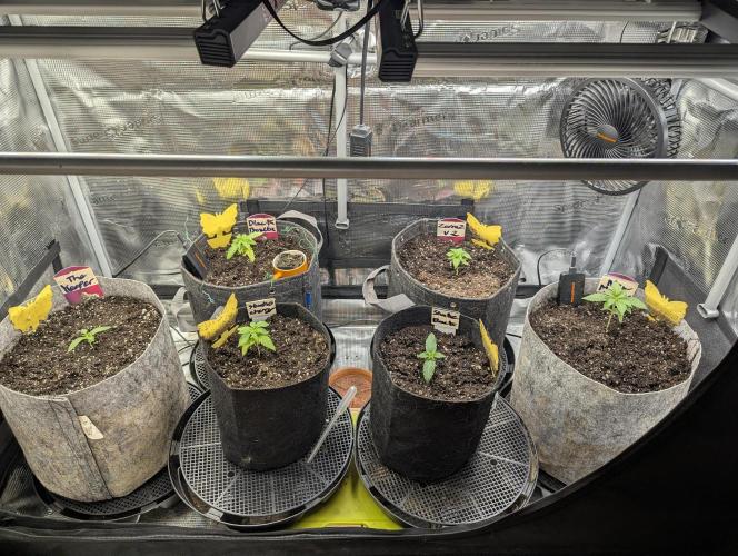 Grow Tent 3x3x6 (90cm x 90cm x 180cm). Week 1