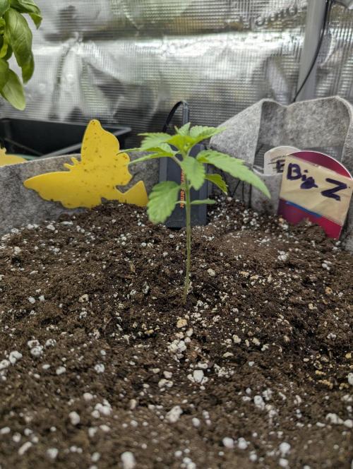Big Z - Wizard Trees. Week 1