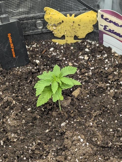 Lemonessence - Doja. Week 1