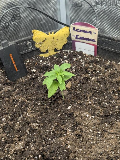 Lemonessence - Doja. Week 1