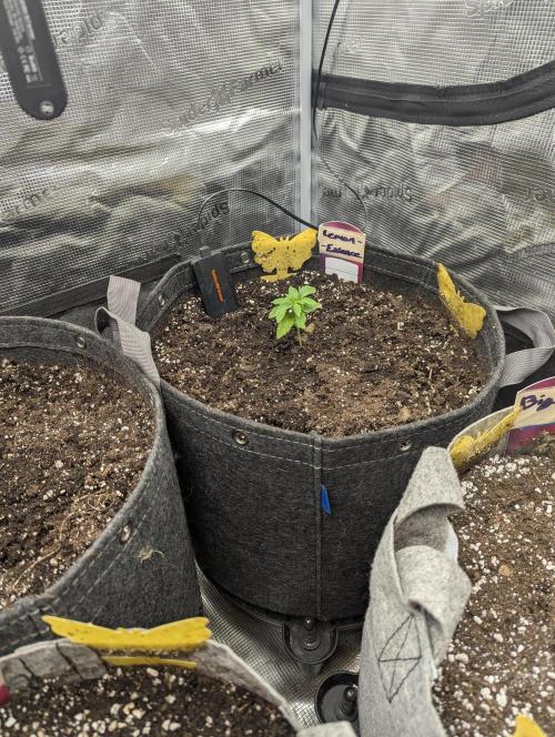 Lemonessence - Doja. Week 1