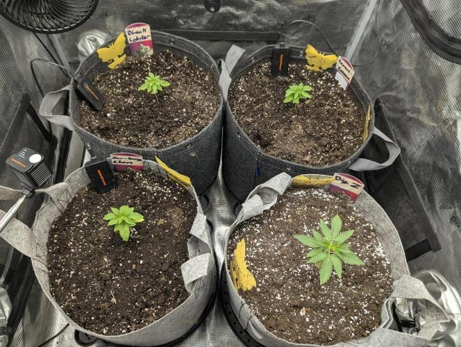 Lemonessence. Week 1