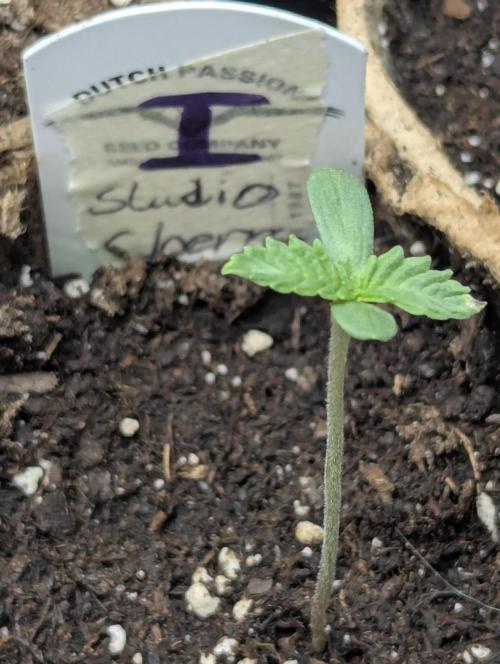 Studio Cherry - Wizard Trees. Week 0