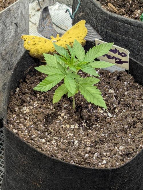 Studio Cherry - Wizard Trees. Week 1