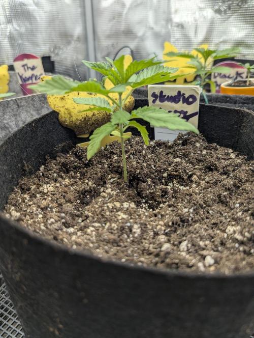 Studio Cherry - Wizard Trees. Week 1