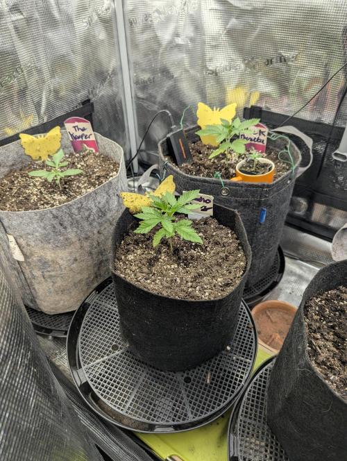 Studio Cherry - Wizard Trees. Week 1