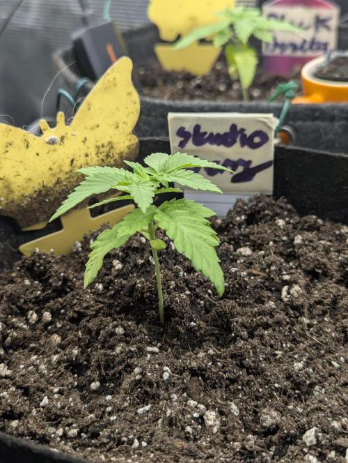Studio Cherry - Wizard Trees. Week 1