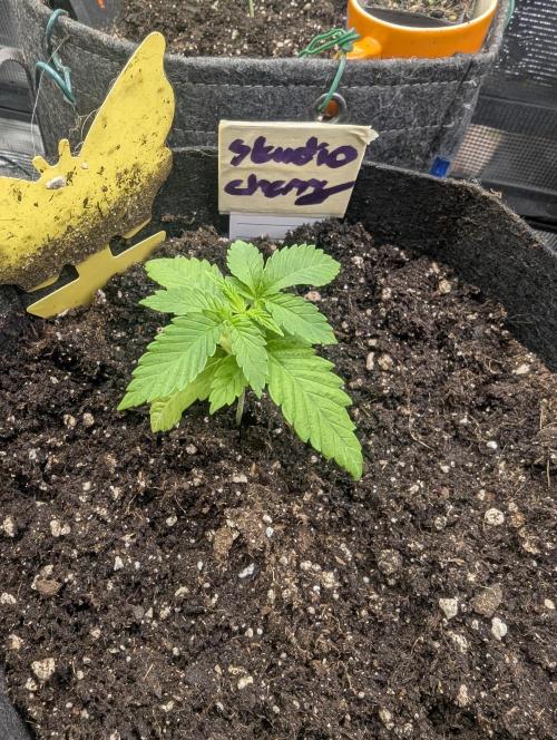 Studio Cherry - Wizard Trees. Week 1