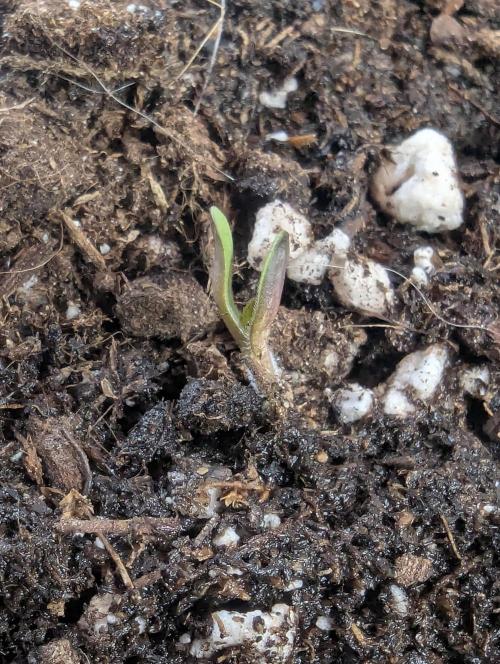 Privileged Baddie - Anesia Seeds. Week 0