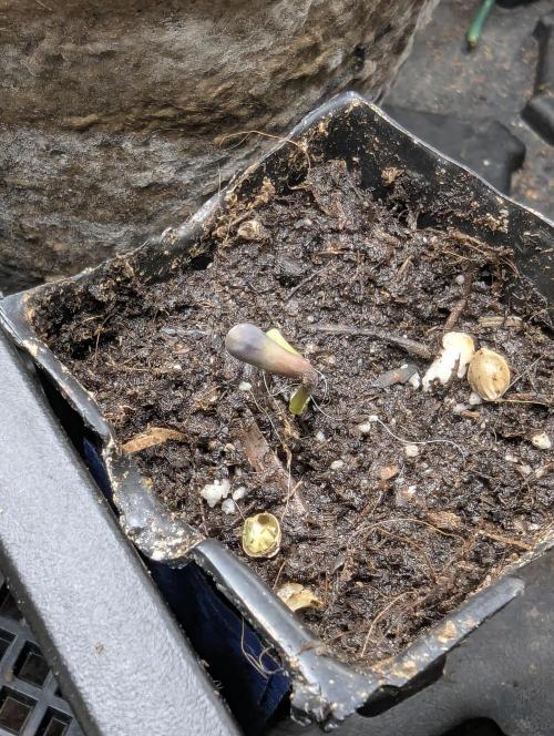 Girl Scout Cookies - Kannabia. Week 0