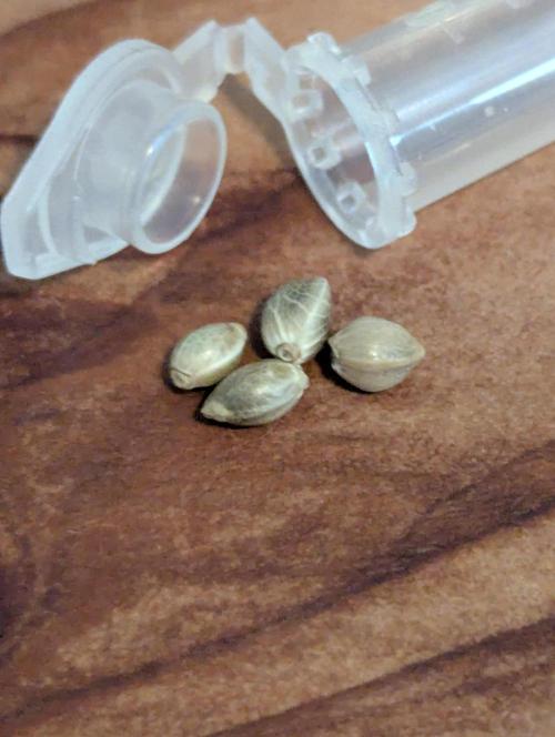 Girl Scout Cookies - Kannabia. Week 0