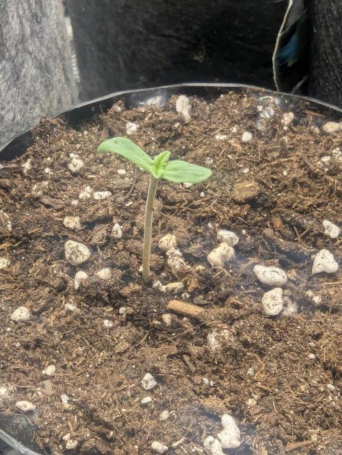 GSC Kannabia. Week 0