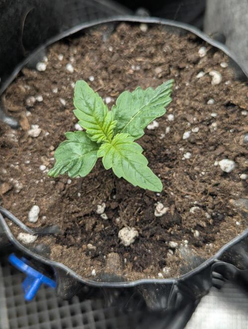 GSC Kannabia. Week 0