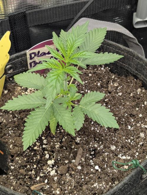 Black Beretta - Cipher Genetics. Week 2