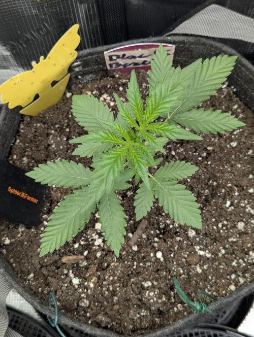 Black Beretta - Cipher Genetics. Week 2