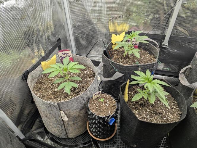 Black Beretta - Cipher Genetics. Week 2
