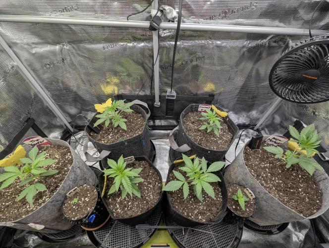Black Beretta - Cipher Genetics. Week 2