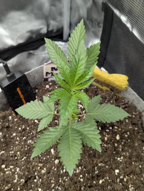 New Money - Compound Genetics. Week 2