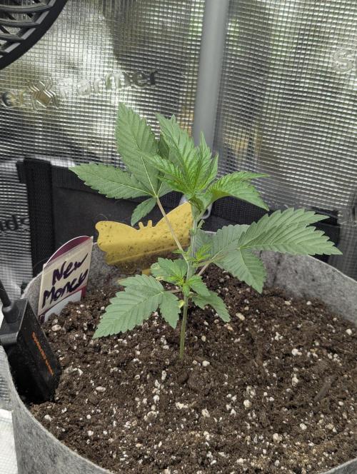 New Money - Compound Genetics. Week 2