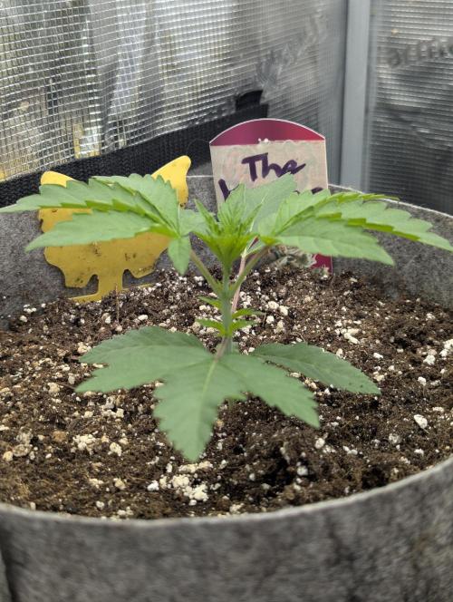 The Keeper - Wizard Trees. Week 2