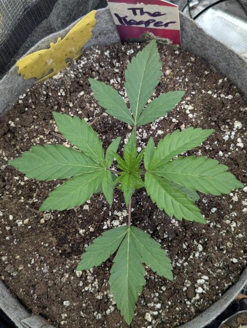 The Keeper - Wizard Trees. Week 2