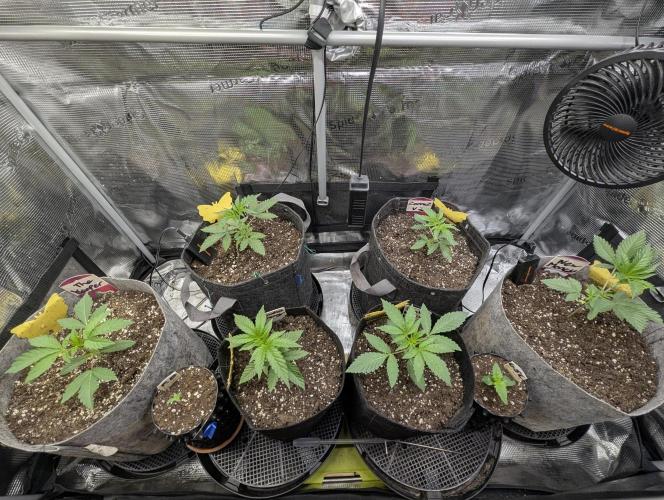 The Keeper - Wizard Trees. Week 2