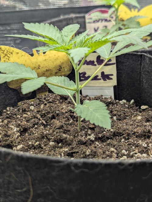 Shake Back - Compound Genetics. Week 2