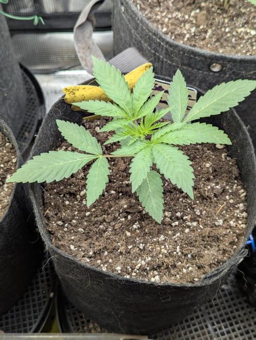Shake Back - Compound Genetics. Week 2