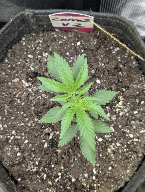 Zorroz v2 - Nine Weeks Harvest. Week 2