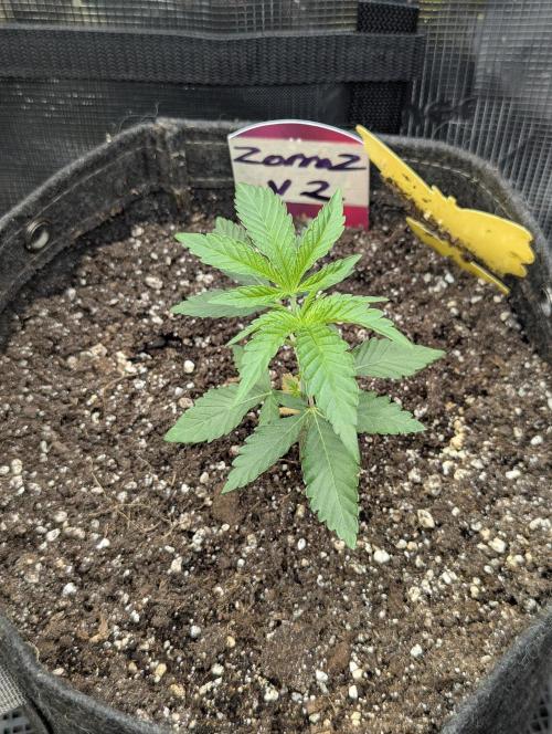 Zorroz v2 - Nine Weeks Harvest. Week 2
