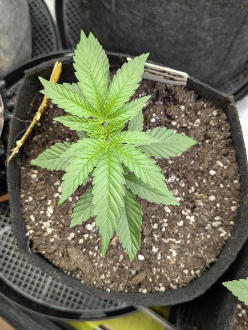 Studio Cherry - Wizard Trees. Week 2