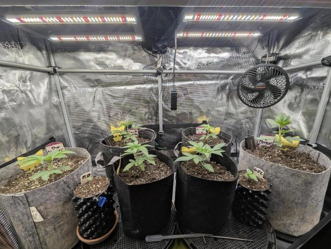 Studio Cherry - Wizard Trees. Week 2