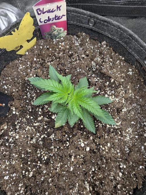 Black Lobster - Cipher Genetics. Week 2