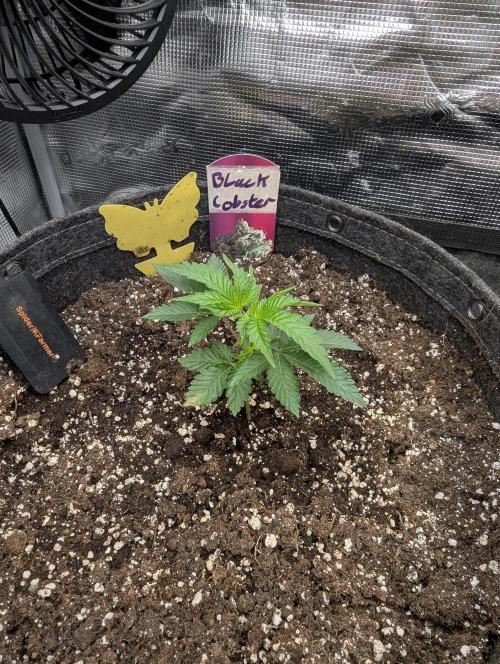 Black Lobster - Cipher Genetics. Week 2