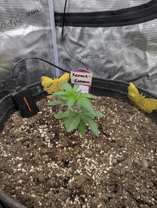 Lemonessence - Doja. Week 2
