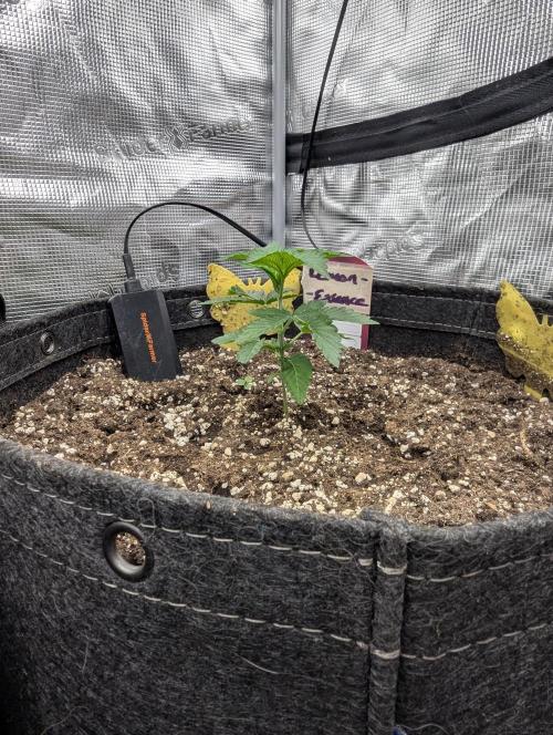 Lemonessence - Doja. Week 2