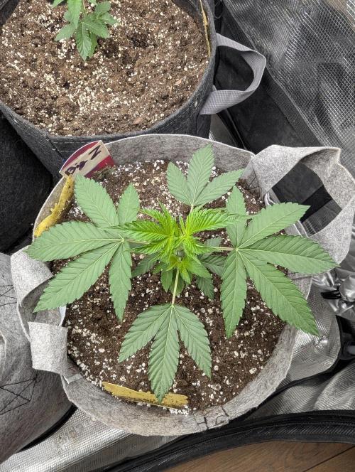 Big Z - Wizard Trees. Week 2