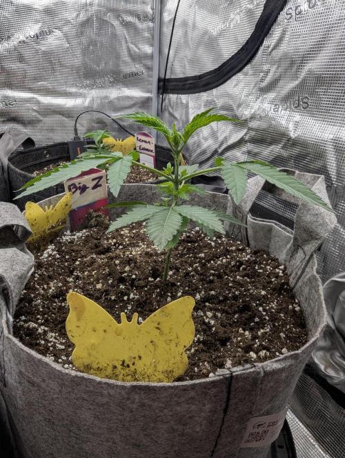 Big Z - Wizard Trees. Week 2