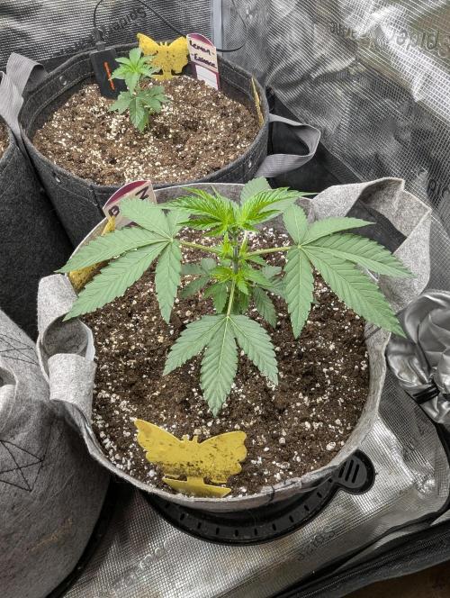 Big Z - Wizard Trees. Week 2