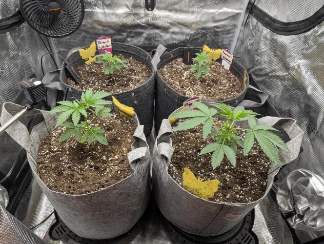 Big Z - Wizard Trees. Week 2