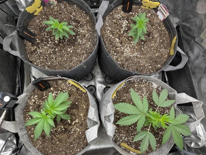 Big Z - Wizard Trees. Week 2