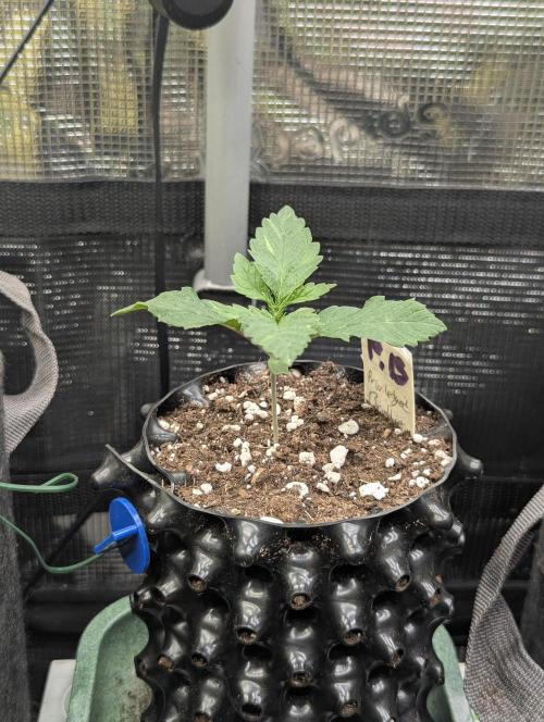 Privileged Baddie - Anesia Seeds. Week 1