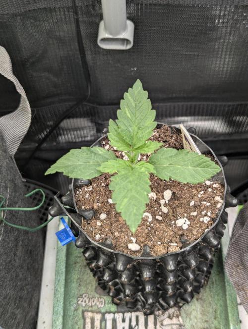 Privileged Baddie - Anesia Seeds. Week 1