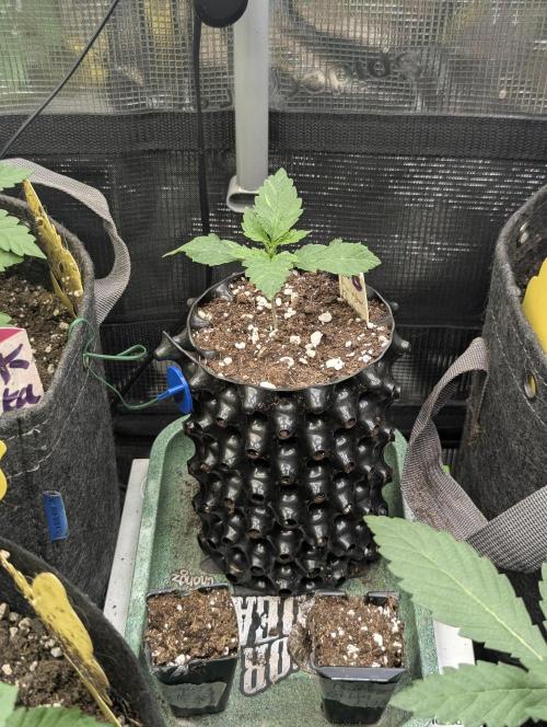 Privileged Baddie - Anesia Seeds. Week 1