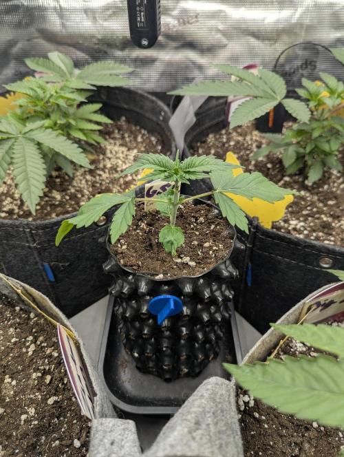 Girl Scout Cookies - Kannabia. Week 1