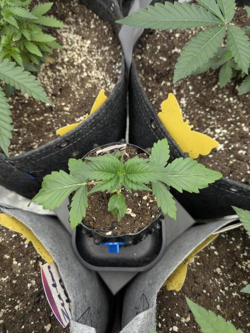 Girl Scout Cookies - Kannabia. Week 1