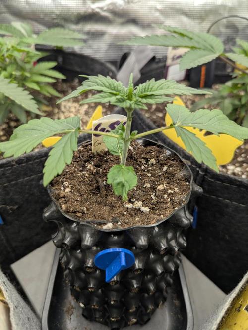Girl Scout Cookies - Kannabia. Week 1