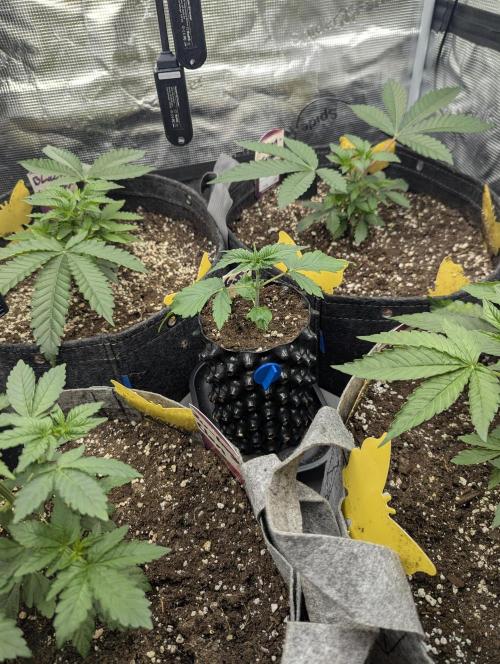 Girl Scout Cookies - Kannabia. Week 1