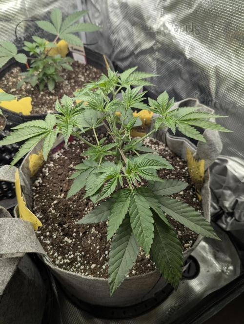 Big Z - Wizard Trees. Week 3